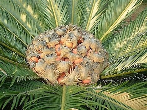 Cycas Revoluta The Sago Palm 5 Large Seeds