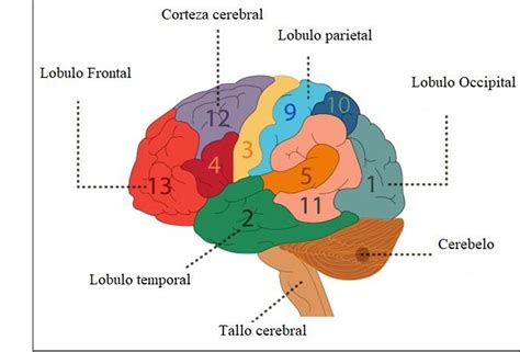 El cerebro cognitivo Qué es cuales son sus funciones