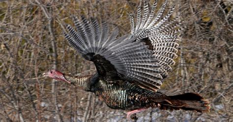 Smith Wisconsin Turkey Flock A Wild Success Story