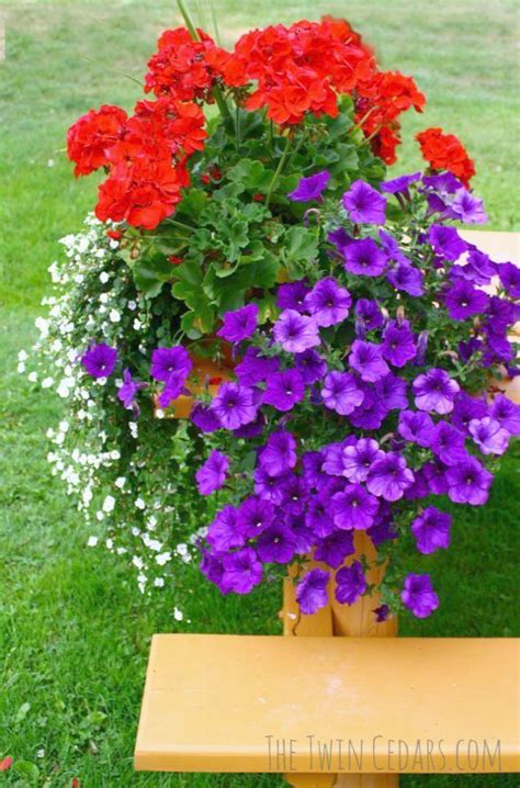 To send flowers online is a fast and convenient way of having flowers delivered to a friend, family member, loved one or even a colleague for a special occasion or perhaps 'just because'. Container Gardening Kiddie Pool but Container Gardening ...