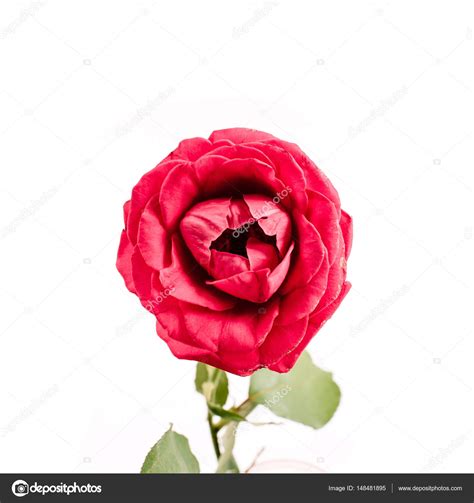 Beautiful Red Rose Flower — Stock Photo © Maximleshkovich 148481895