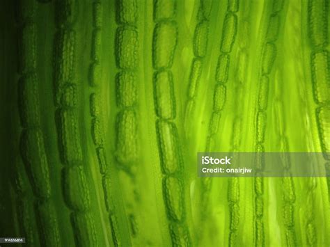 Beautiful Zoom Microorganism Algae Cell Stock Photo Download Image