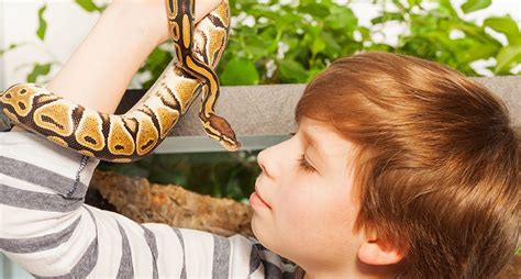 12 Best Pet Reptiles: Guide for Beginners and Experts Alike