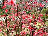Flowering Shrubs North Carolina Pictures