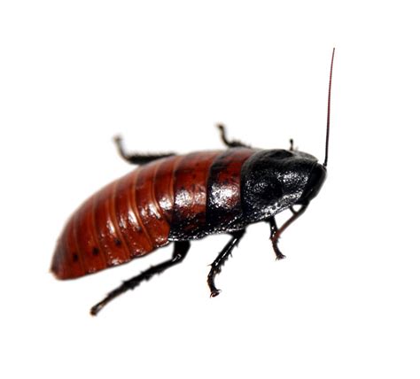 Termite Pest Controls Madagascar Hissing Cockroach Care