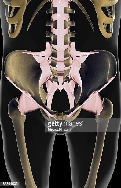 Iliofemoral Ligament Photos And Premium High Res Pictures Getty Images