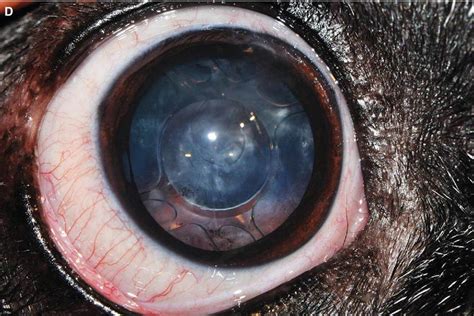 Canine Lens And Cataract Formation Veterian Key