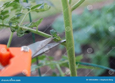 Trimming Suckers Off Of A Tomato Plant Maintenance Stock Photo Image