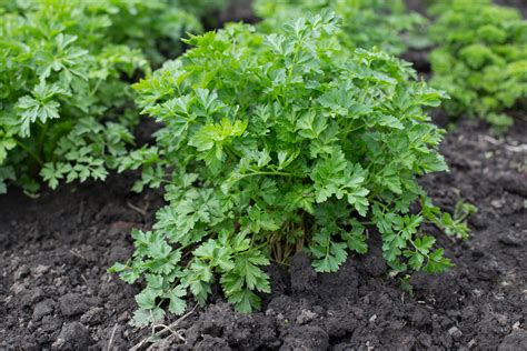 Growing Parsley 5 Tips For Getting Started