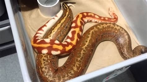 Few Blood Pythons Breeding Earlier In The Season Youtube