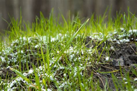 Snow Lies On The First Green Spring Grass In The Forest Unexpected