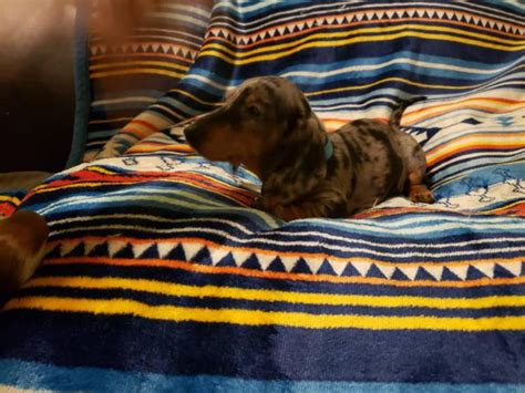 Find dachshund puppies for sale and dogs for adoption near you in des moines, cedar rapids, davenport or iowa. Daschund puppies 10 weeks old in Cincinnati, Ohio - Puppies for Sale Near Me