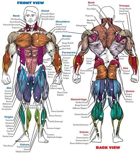 Best Exercises For Each Muscle Group