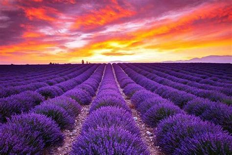 Scenic Sunset Over Lavender Field Lavender Fields France Scenery