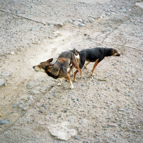 Two Dogs Are Stuck Together Photograph By Kari Medig