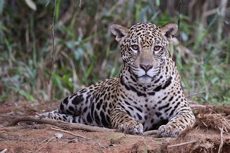 The Ultimate Guide What Do Jaguars Eat In The Jungle Interesting