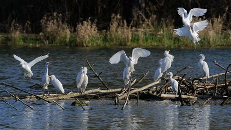 H Ron Garde Boeufs Bubulcus Ibis Western Cattle Egret Flickr