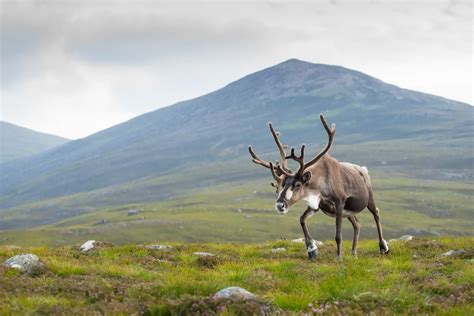 How To Photograph Animals In Their Habitat Nature Ttl