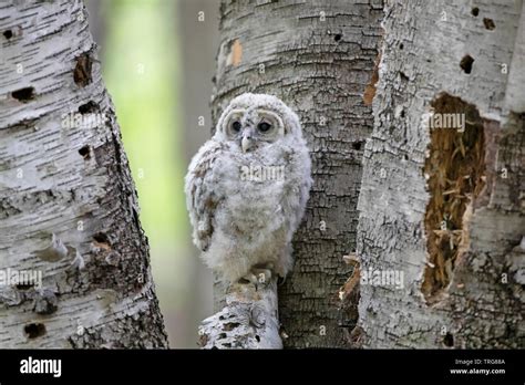 Barred Owl Owlet Perched On Some Birch Trees In The Forest In Canada