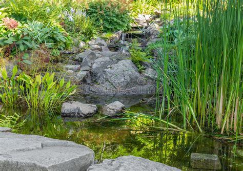 Garden With Aquatic Plants Pond And Decorative Stones Stock Photo