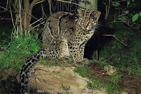 Marbled Cat Stock Photo Minden Pictures