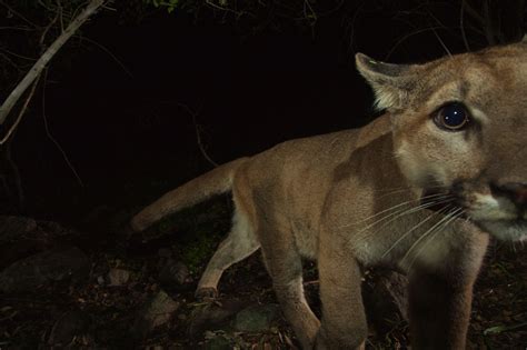 Possible Sighting Of Cougar In Dupage County Wls Am 890 Wls Am