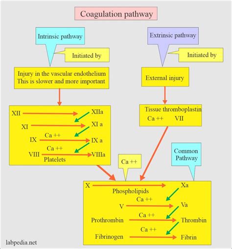 Coagulation Part Blood Coagulation Process Coagulation Factors And Factors Deficiency