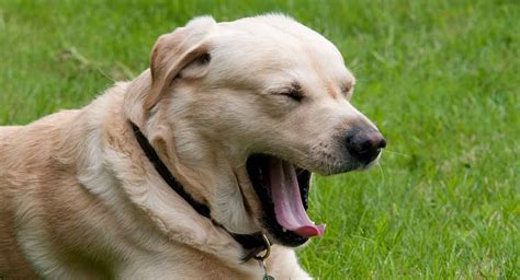 Black Spot On Dogs Tongue