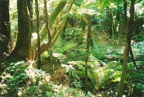 Maxwells Creek Cool Temperate Rainforest Cyathea Leichhar Flickr