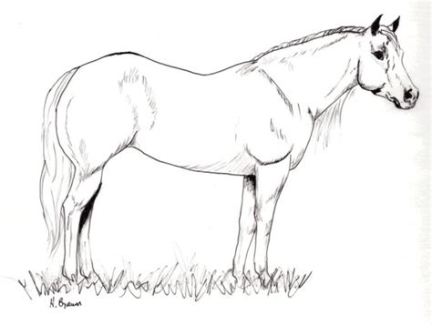 Quarter Horse Drawing At Getdrawings Free Download