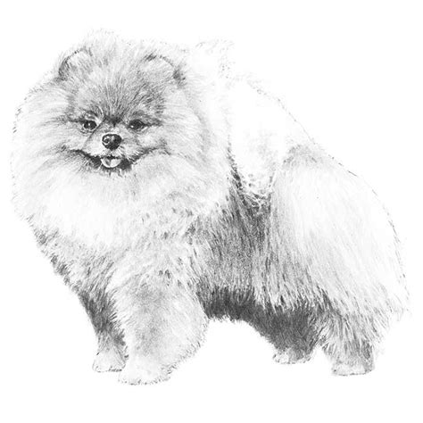 Pomeranian Coloring Page Coloring Home
