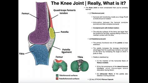 Basics Of The Knee Joint Tibiofemoral And Patellofemoral Joints Youtube