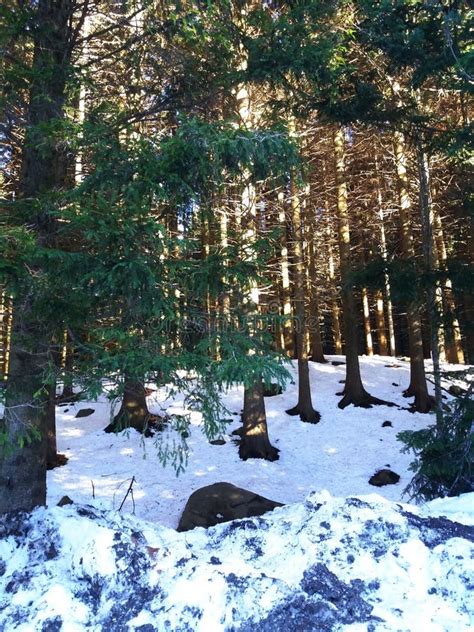 Forest In Winter Fir Trees Forest With Sunlights And Snow Stock Photo