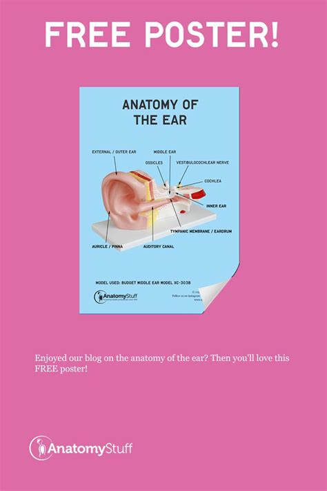 Free Anatomy Of The Ear Poster Middle Ear Anatomy Free Poster