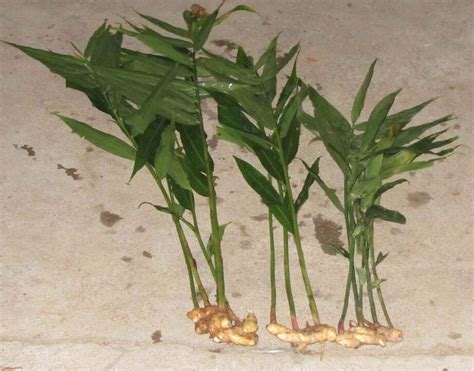 Live Edible Ginger Plants For Sale Here Online Australia 16 Sunblest