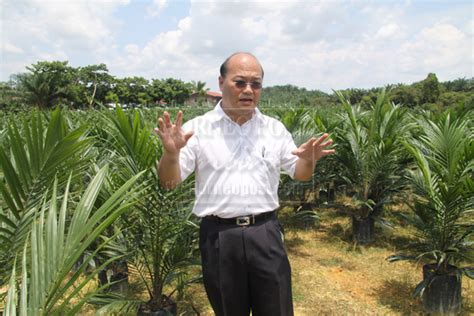 I started my own oil palm nursery in early 2011 with 1575 seeds, bought from nifor at n15,000 per pack, each pack had 525 seeds. Mega Jutamas bags MPOB nursery accolade | Borneo Post Online