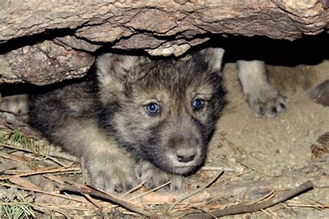 Gray Wolf Pups Seen In Colorado For The First Time In 80 Years