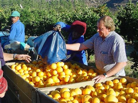 Citrus Production To Rise In South Africa