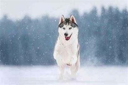 Husky Wallpapers Siberian Backgrounds Stable Star Choice