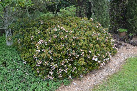 Plan Carefully With Indian Hawthorn Ufifas Extension Escambia County