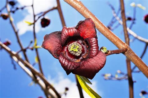 Aus eigener baumschule und gärtnerei. Die Blüte der Indianerbanane » Wissenswertes zu Aussehen ...