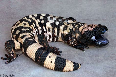 Gila monsters are most commonly found in the washes and arroyos of undisturbed desert regions. Amphibian and Reptile Sounds
