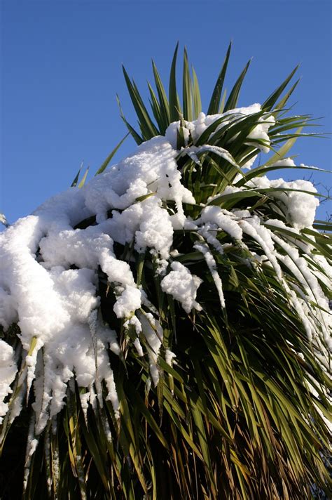 Snow Covered Palm Tree Tina P Flickr