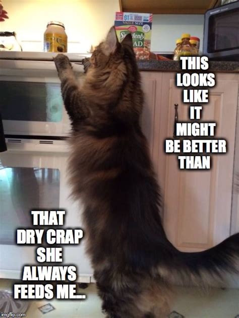 Maine Coon Cat Meme Best Cat Wallpaper