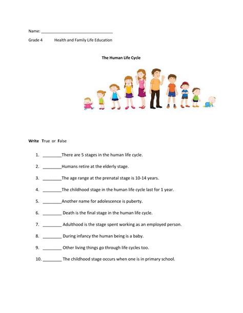 Human Life Stages Worksheet Human Life Cycle Life Cycle Stages Life