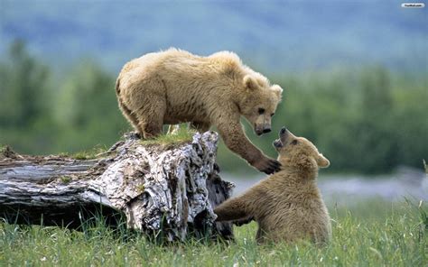 Playingbearswallpaper Brown Bear Bear Bear Cubs