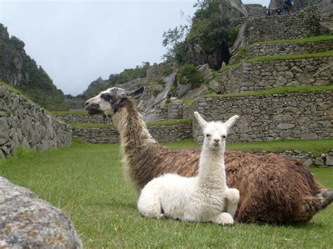 Two Llamas Sitting In The Ruins Of Machu Picchu Peru Image Free