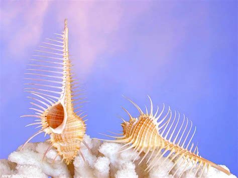 Shell Showcase Venus Comb Murex Featured Creature