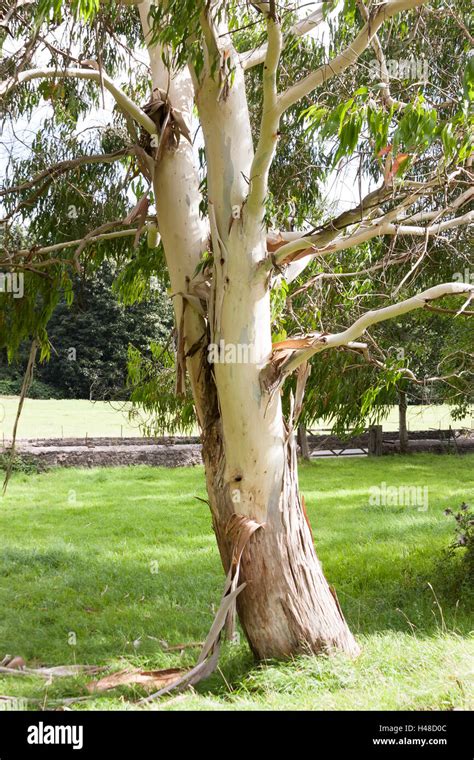 Eucalyptus Tree Peeling Bark Stock Photo Alamy