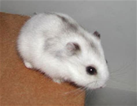 8 interesting winter white hamster facts. Deal with pets: What species of hamster should I get